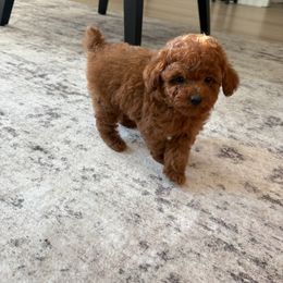 Molly - Red  female Poodle puppy in Reedley, California from Diamond Poodles