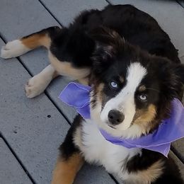 Pep - Miniature Australian Shepherd