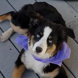 Pep - Miniature Australian Shepherd