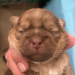 Boy 1 - Gold male Shih Tzu puppy in Azusa, California from RJ Shih Tzu lover