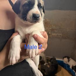 Boy 2 - Biscuit and white male Anatolian Shepherd Dog puppy in Daggett, Michigan from T&S Anatolians