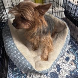 Denali - Black and gold female Yorkshire Terrier puppy in Lampasas, Texas from Lone Star Yorkies Texas
