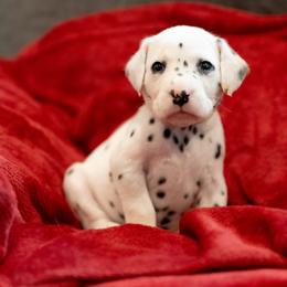 Lighting - White and black female Dalmatian puppy in Cleveland, Texas from Arrowhead Dalmatians