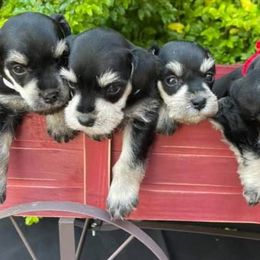 Dalmatians and Miniature Schnauzers from Bayou Schnauz and Dals