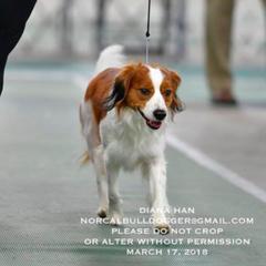 Irish Water Spaniels and Nederlandse Kooikerhondjes from Madcap