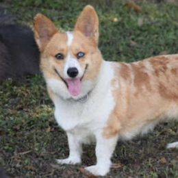 Jazzy - American Corgi