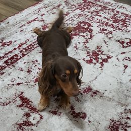 Maverick - Dachshund