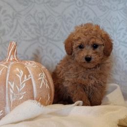 Jasmine - Apricot female Poodle puppy in Milford, Indiana from Olde Heritage K-9
