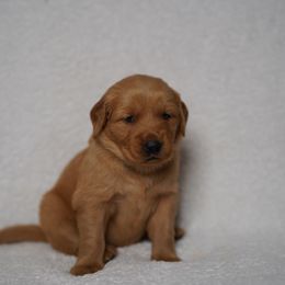 Harley - Dark golden female Golden Retriever puppy in Holmesville, Ohio from Dixie Goldens