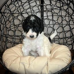Girl 1 (Speckles) - Black and white Bernedoodle puppy in Church Hill, Tennessee from 423 Doodles