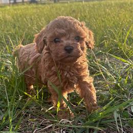 Tango - Apricot male Poodle puppy in Chattanooga, Tennessee from Ross Vegas Kennels