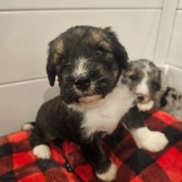 Green - Sable male Bernedoodle puppy in Shelby, North Carolina from Forever Grateful Doodles