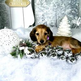 Dachshund Puppies from M.H.P Dachshunds