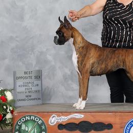 Boxers from Osda Boxers