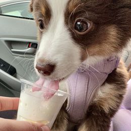 Toy Australian Shepherd Puppies from Grace Baker