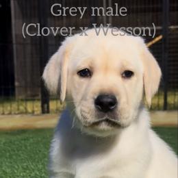Boy 3 - Yellow male Labrador Retriever puppy in Wilson’s, Virginia from Cedar Hill Farm Labradors