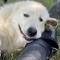 Colorado Mountain Dogs from The Heartwood House