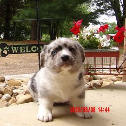 Boy 2 - Blue merle and white male Cardigan Welsh Corgi puppy in Lynchburg, Ohio from Old Iron Farm
