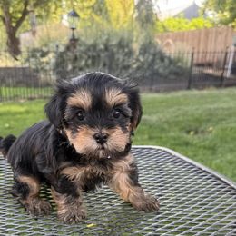 CeCe - Black & tan tri-color female Morkie puppy in Walla Walla, Washington from Linda Sherman