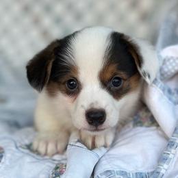 Iris-natural bobtail Mismark - White and black female Pembroke Welsh Corgi puppy in Hope, Arkansas from Foxy Knoll Farm