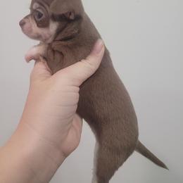 Boy 1 - Chocolate and tan male Chihuahua puppy in Warsaw, Virginia from B&D Chihuahuas