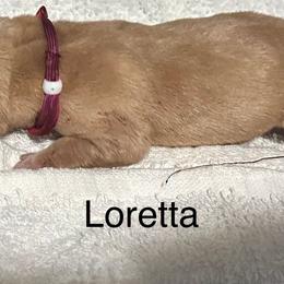 Loretta - Yellow female Labrador Retriever puppy in Moses Lake, Washington from Kreger Lake Kennels