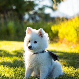 Japanese Spitz Puppies from Colorado Japanese Spitz