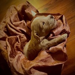 Aussiedoodle Puppies from Hills Barkery