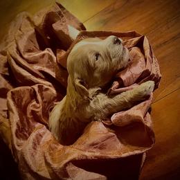 Aussiedoodle Puppies from Hills Barkery