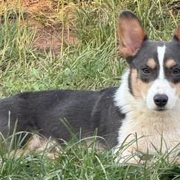 American Bullies and Pembroke Welsh Corgis from A&M K9’s