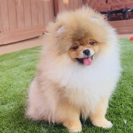 Teddy - Orange sable male Pomeranian puppy in Hot Springs, Arkansas from Pomeranian Empire
