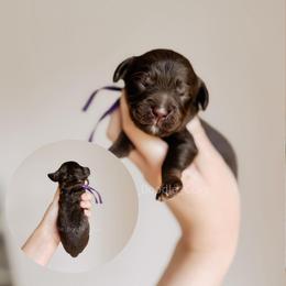 Martha's Vineyard - Chocolate female Australian Labradoodle puppy in Syracuse, Indiana from The Doodle Cove