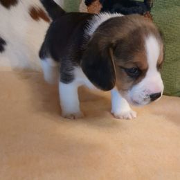 Asher Quinn (Ash) is my new name - Black tan and white male Beagle puppy in Jerome, Missouri from Beam's Beagles