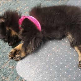 German Shepherd and Pomeranian Puppies from Heartland Shepherds