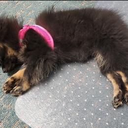 German Shepherd and Pomeranian Puppies from Heartland Shepherds