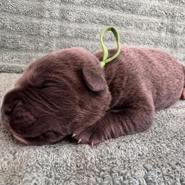 Gray 2 - Gray male Cane Corso puppy in Compton, California from Urban League Cane Corso