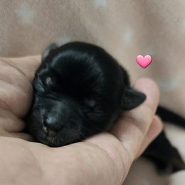 Girl 2 - Yorkshire Terrier puppy in Palm Bay, Florida from Ms.tee.yorkies.s.florida