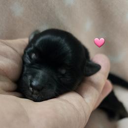 Girl 2 - Yorkshire Terrier puppy in Palm Bay, Florida from Ms.tee.yorkies.s.florida