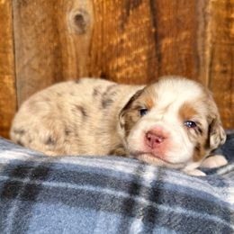 Jolly - Red merle male Miniature Australian Shepherd puppy in Tonasket, Washington from V5 Aussies