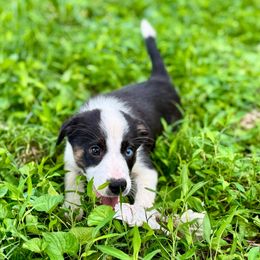 DRAX - male Sporty Mix puppy in Huntingtown, Maryland from Riverside Collies-n-Critters