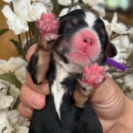 Savannah - purple collar - Tri-color female Bernedoodle puppy in Yuciapa, California from AlltheDoodlez_