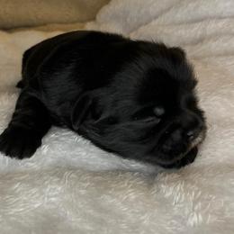 Bear - Black male Shih Tzu puppy in Reading, Michigan from You Little Shih-tzu’s 😊