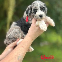 Rhett - Merle male Goldendoodle puppy in Sanderson, Florida from Serenity Goldendoodles
