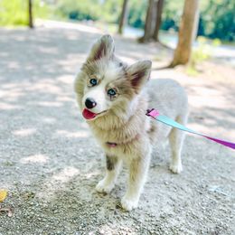 Marina - Merle female Pomsky puppy in Cleveland, Ohio from Lake Point Pomskies