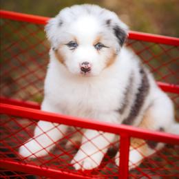 Cosmo - Blue merle male Australian Shepherd puppy in Georgetown, Texas from River Reign Australian Shepherds