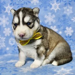 Faith(S2) - Gray and white female Siberian Husky puppy in Lunenburg, Vermont from SNOW WOOLY HUSKY