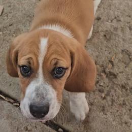 Beagle Puppies from Pamper Stone