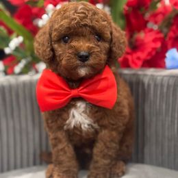 Rhythm - Red male Cavapoo puppy in Apple Valley, California from Fletcher Fuzzy Friends
