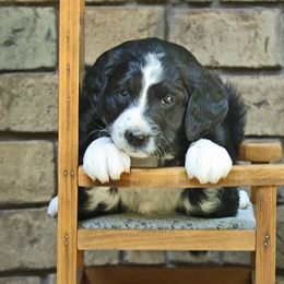 Girl 6 - Black and white Aussiedoodle puppy in Ashland, Ohio from Part of the Family