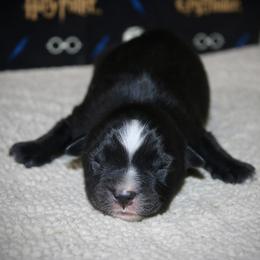 Australian Shepherd, Miniature American Shepherd, Miniature Australian Shepherd, and Toy Australian Shepherd Puppies from HP Aussie Kennels